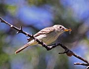 Picture/image of Gray Flycatcher