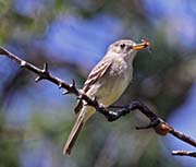 Picture/image of Gray Flycatcher