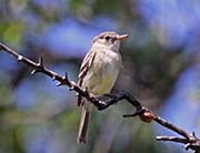 Picture/image of Gray Flycatcher