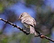 Picture/image of Gray Flycatcher