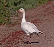 Picture/image of Snow Goose