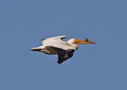 Picture/image of American White Pelican