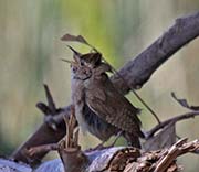 Picture/image of House Wren