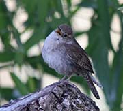 Picture/image of House Wren