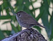 Picture/image of House Wren