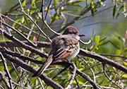 Picture/image of Ash-throated Flycatcher