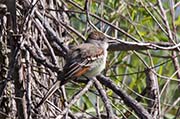 Picture/image of Ash-throated Flycatcher