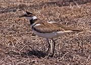 Picture/image of Killdeer
