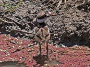 Picture/image of Killdeer