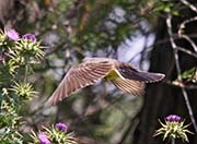 Picture/image of Western Kingbird