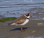 Picture/image of Semipalmated Plover