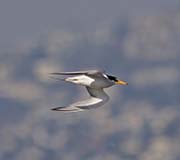 Picture/image of Least Tern