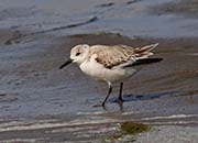 Picture/image of Sanderling