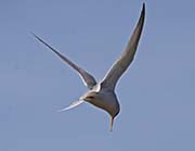 Picture/image of Least Tern
