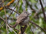 Picture/image of Oak Titmouse