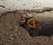 Picture/image of Cliff Swallow