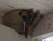 Picture/image of Cliff Swallow