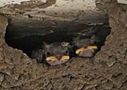 Picture/image of Cliff Swallow