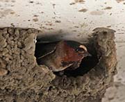Picture/image of Cliff Swallow