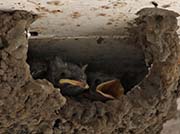 Picture/image of Cliff Swallow