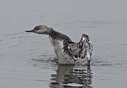 Picture/image of Red-throated Loon
