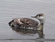 Picture/image of Red-throated Loon