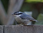 Picture/image of Red-breasted Nuthatch