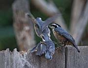 Picture/image of Red-breasted Nuthatch