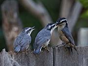 Picture/image of Red-breasted Nuthatch