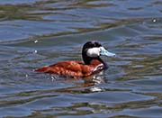 Picture/image of Ruddy Duck