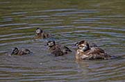 Picture/image of Ruddy Duck