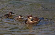 Picture/image of Ruddy Duck