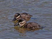 Picture/image of Ruddy Duck