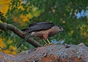 Picture/image of Sharp-shinned Hawk