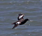 Picture/image of Pigeon Guillemot