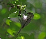 Picture/image of Wrentit
