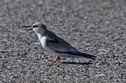 Picture/image of Least Tern