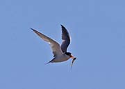 Picture/image of Least Tern