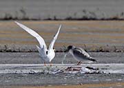 Picture/image of Least Tern