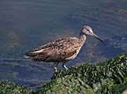 Picture/image of Willet