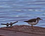 Picture/image of Spotted Sandpiper
