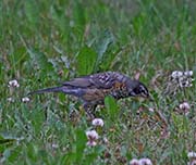 Picture/image of American Robin