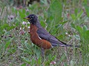 Picture/image of American Robin