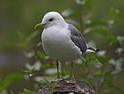 Picture/image of Mew Gull
