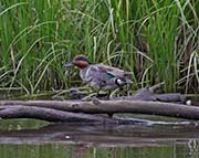 Picture/image of Green-winged Teal