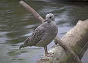 Picture/image of Mew Gull