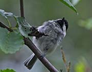 Picture/image of Black-capped Chickadee