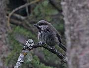 Picture/image of Boreal Chickadee