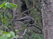 Picture/image of Boreal Chickadee