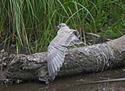 Picture/image of Mew Gull
